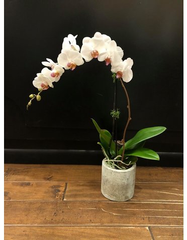 Single Stem Phalaenopsis Orchid