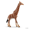 Giraffe, Male