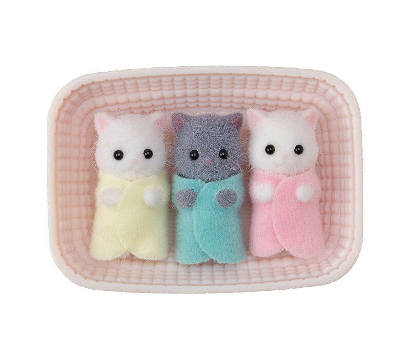 Persian Cat Triplets
