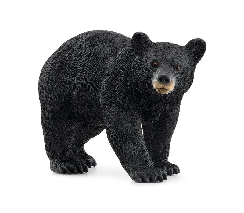 American Black Bear
