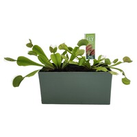 Fascinating Flytraps