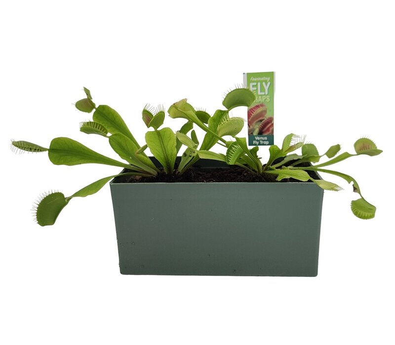 Fascinating Flytraps