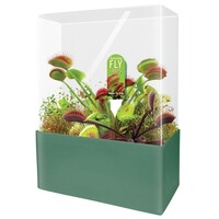 Fascinating Flytraps