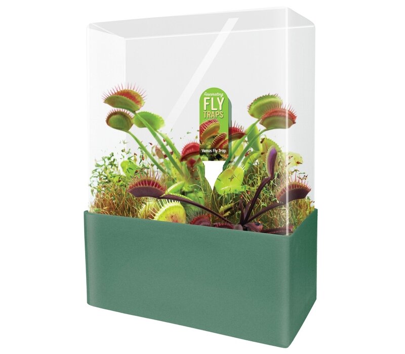 Fascinating Flytraps