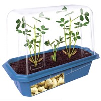 Grow Your Own Peanuts
