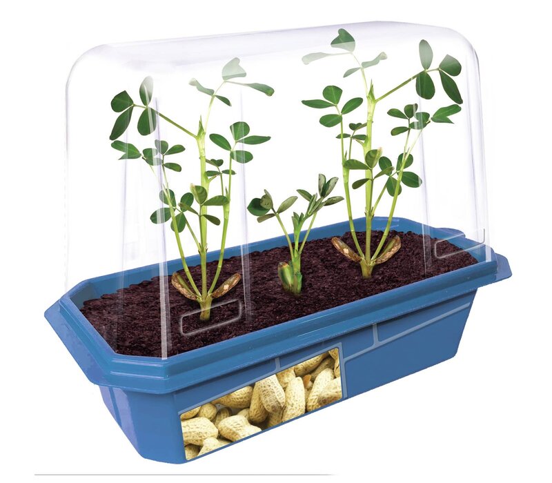 Grow Your Own Peanuts