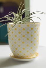 Chive Big Liberty Pot & Saucer - YellowStars