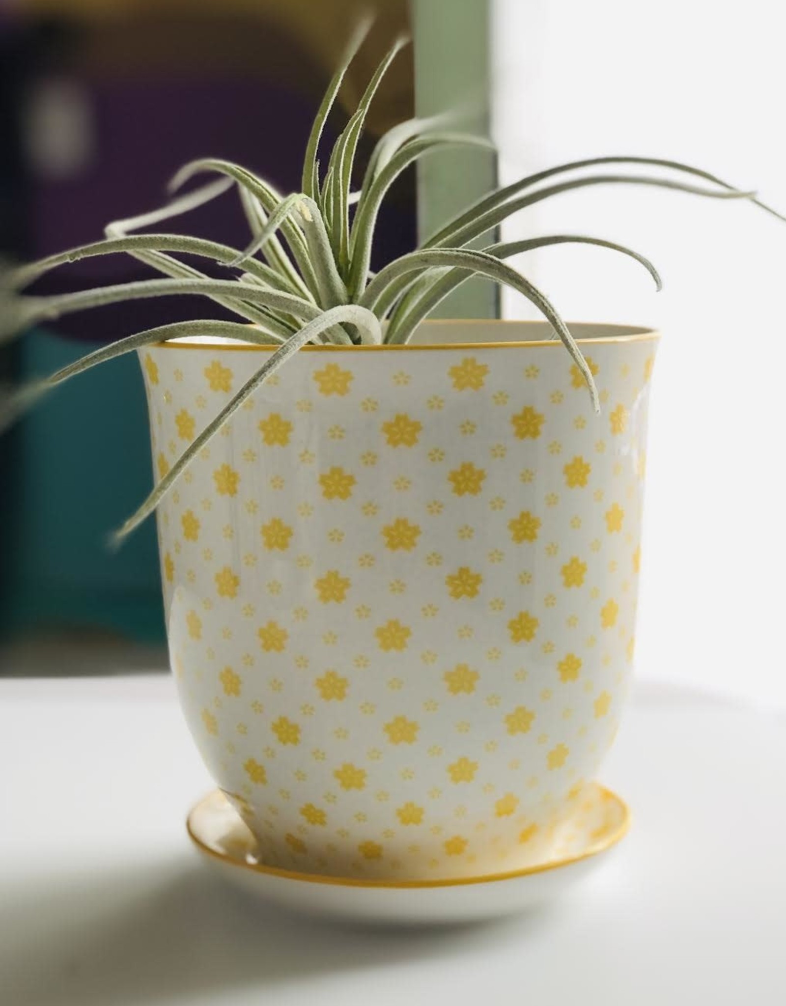 Chive Big Liberty Pot & Saucer - YellowStars
