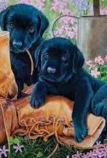 Cobble Hill Black Lab Puppies - Tray Puzzle
