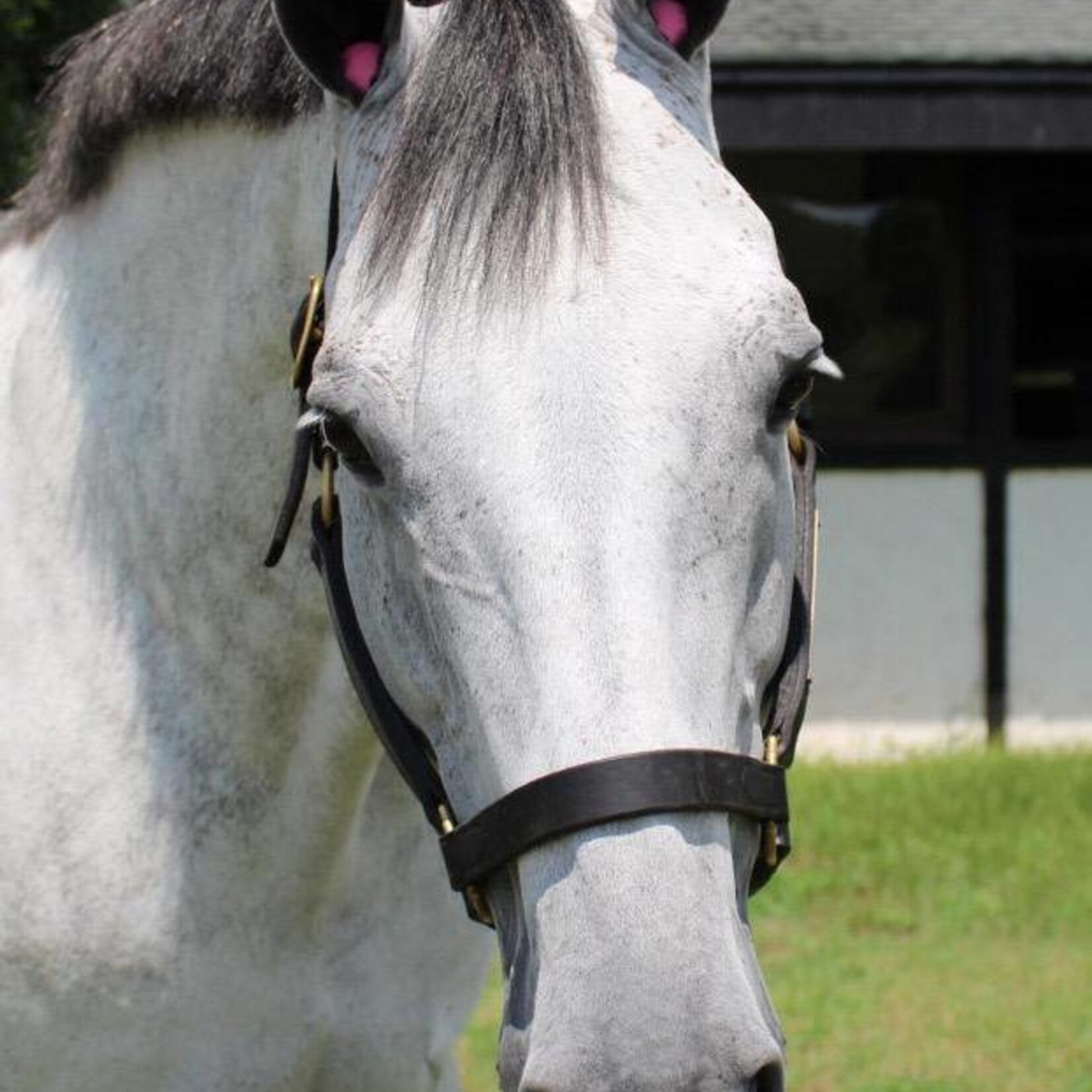 Pomms Pink Pony Ear Plugs