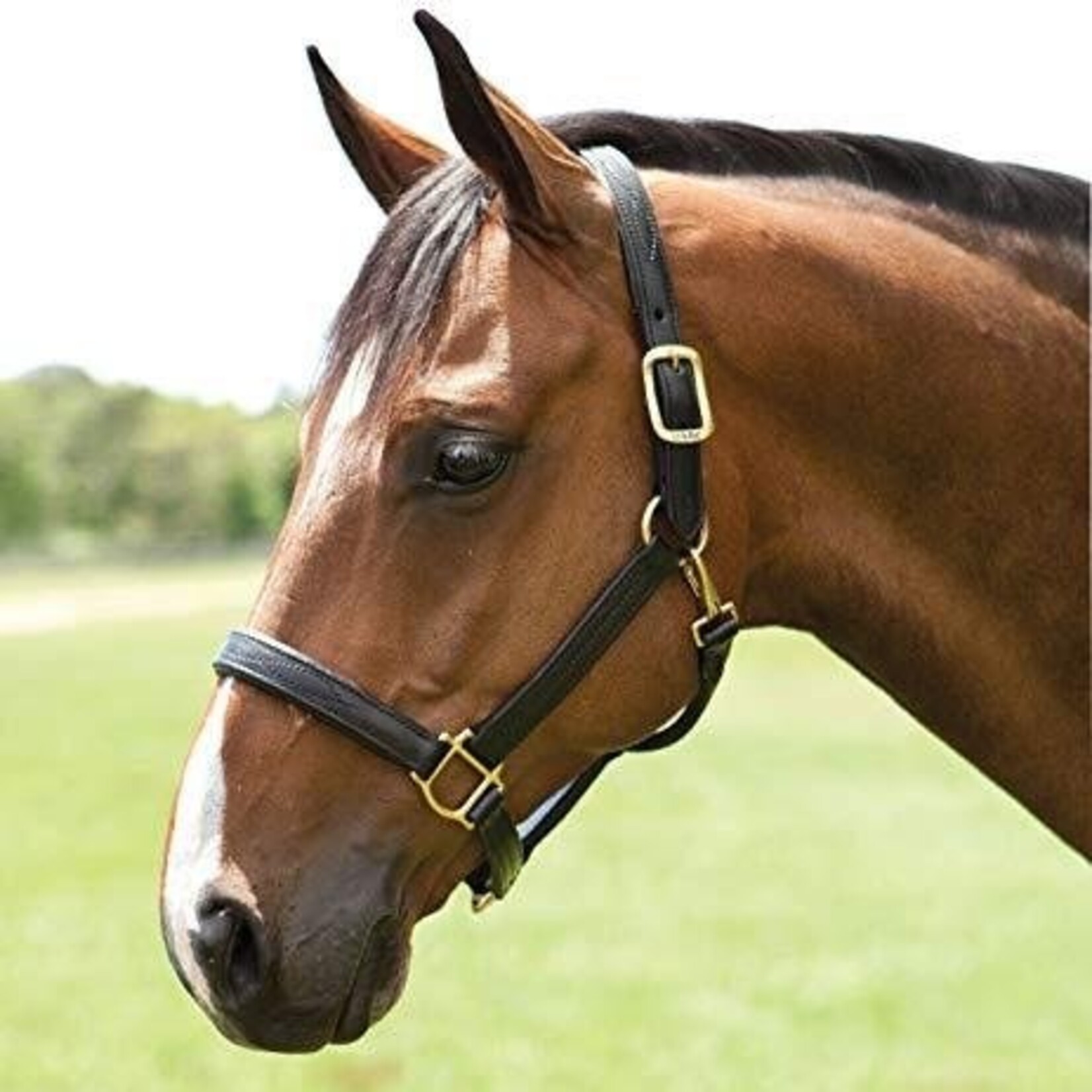 Walsh Signature Fancy Padded Leather Halter