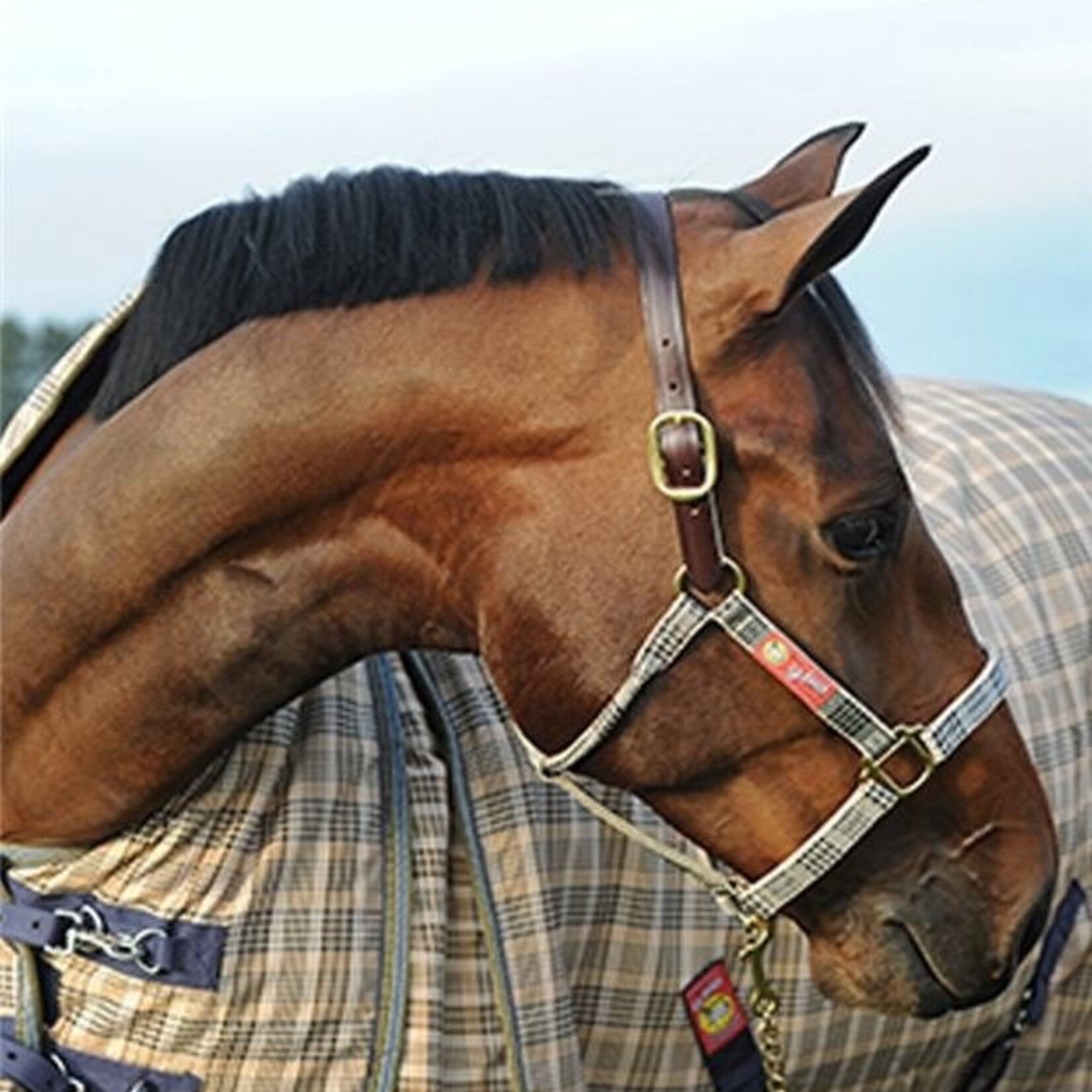 5/A Baker Breakaway Halter