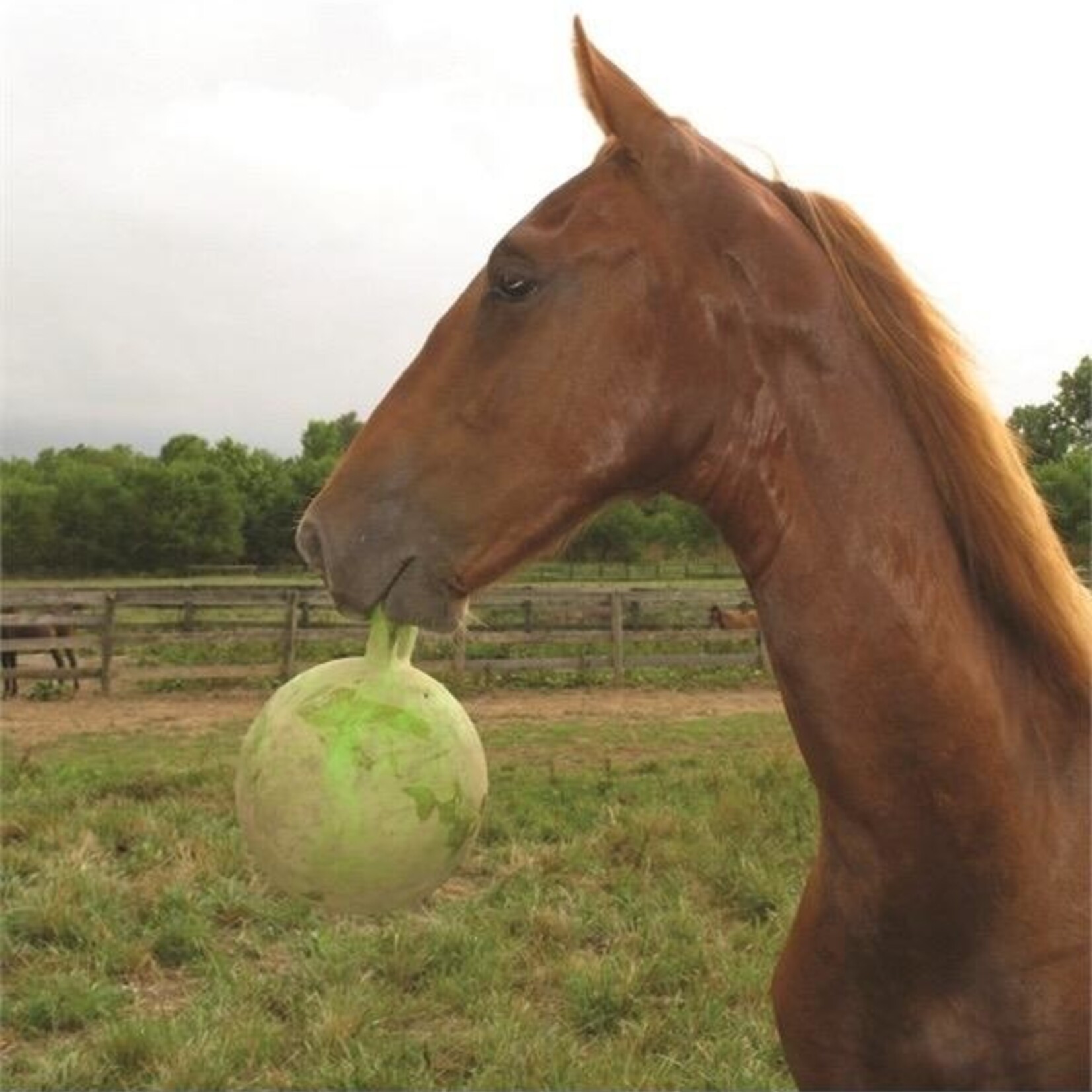 Jolly Ball - 10" Scented