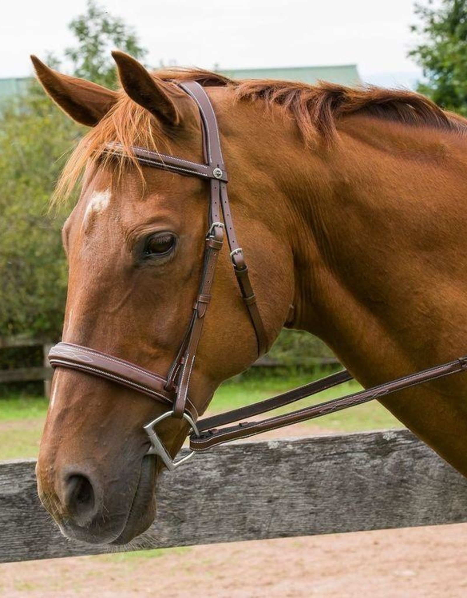 Henri de Rivel Kushy Plain Raised Figure Eight Noseband Bridle