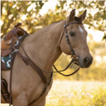 Weaver Austin Browband Headstall
