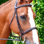 Black Oak Aster Bridle