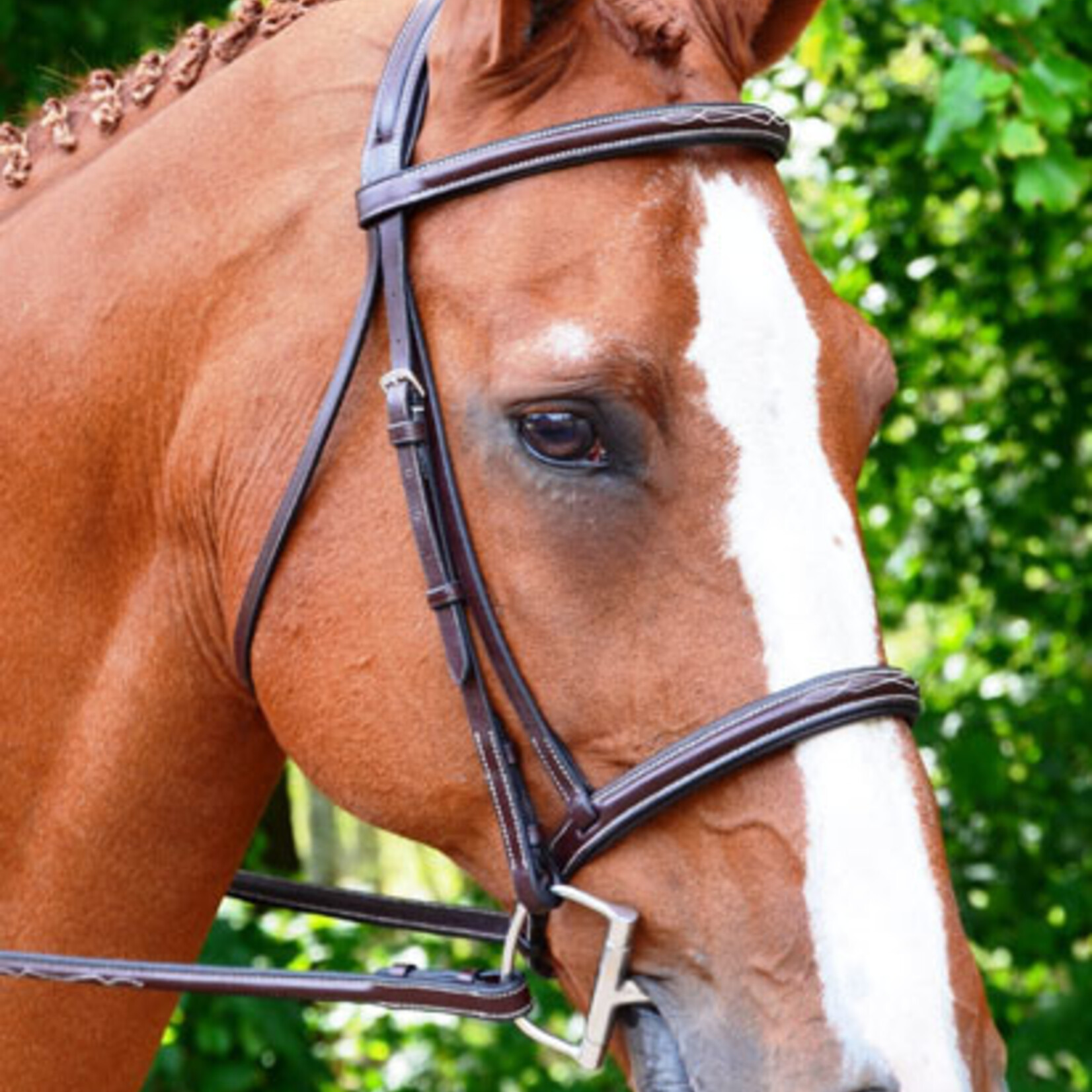 Black Oak Aster Bridle