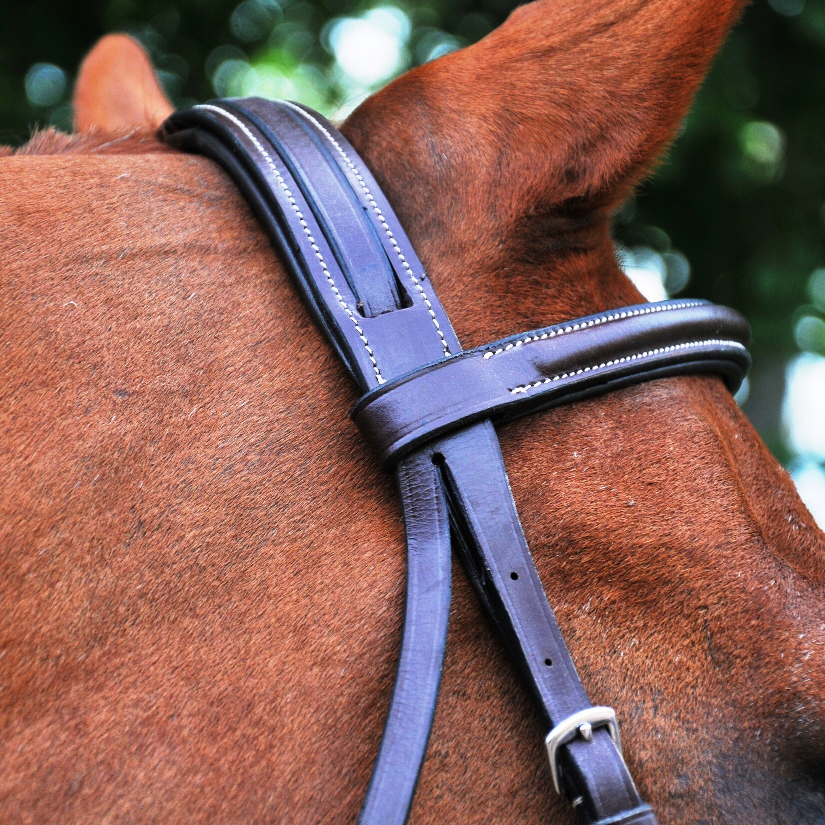 Black Oak Aster Bridle
