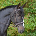 Black Oak Cyprus Wide Nose Padded Bridle