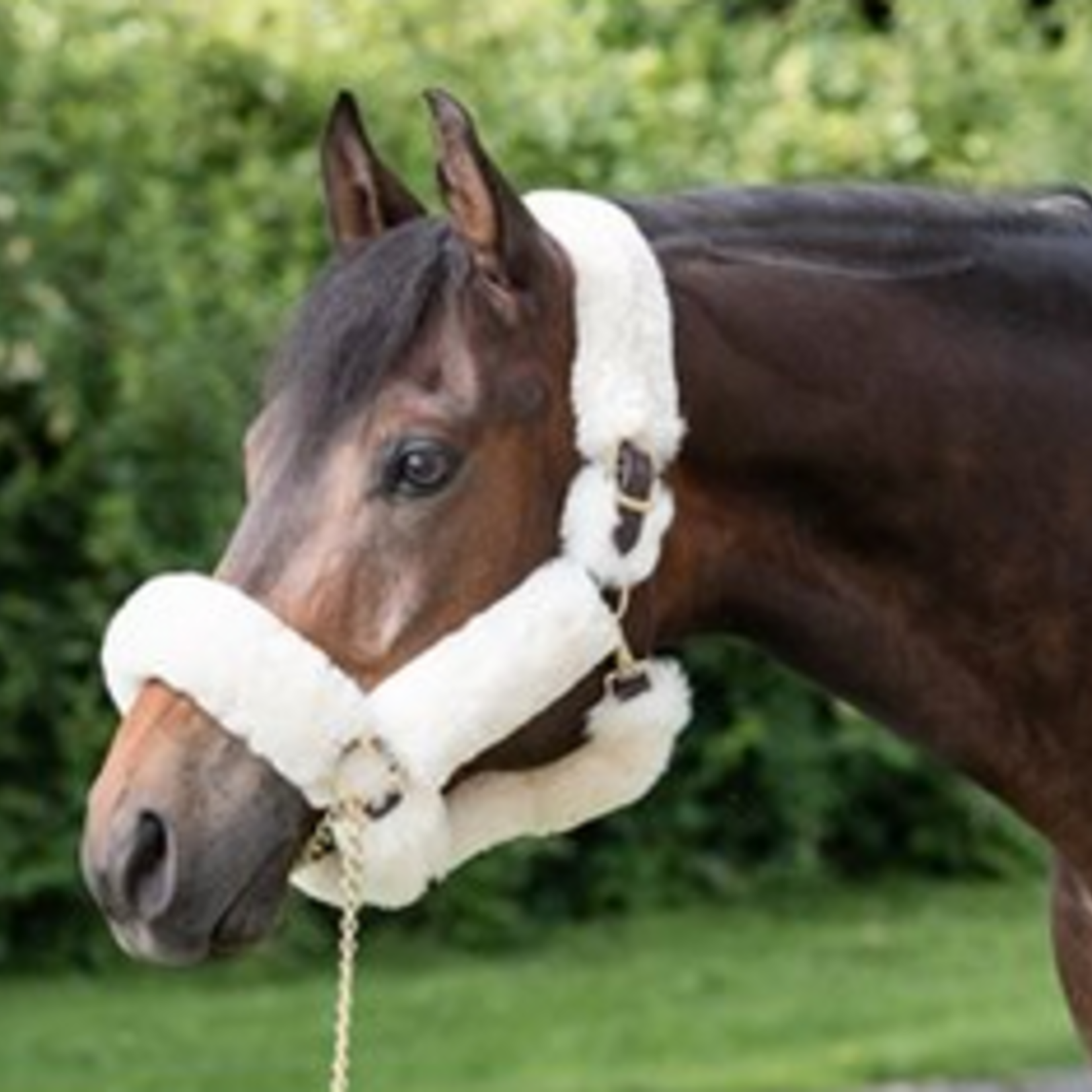 Perri's Sheepskin Shipping Halter