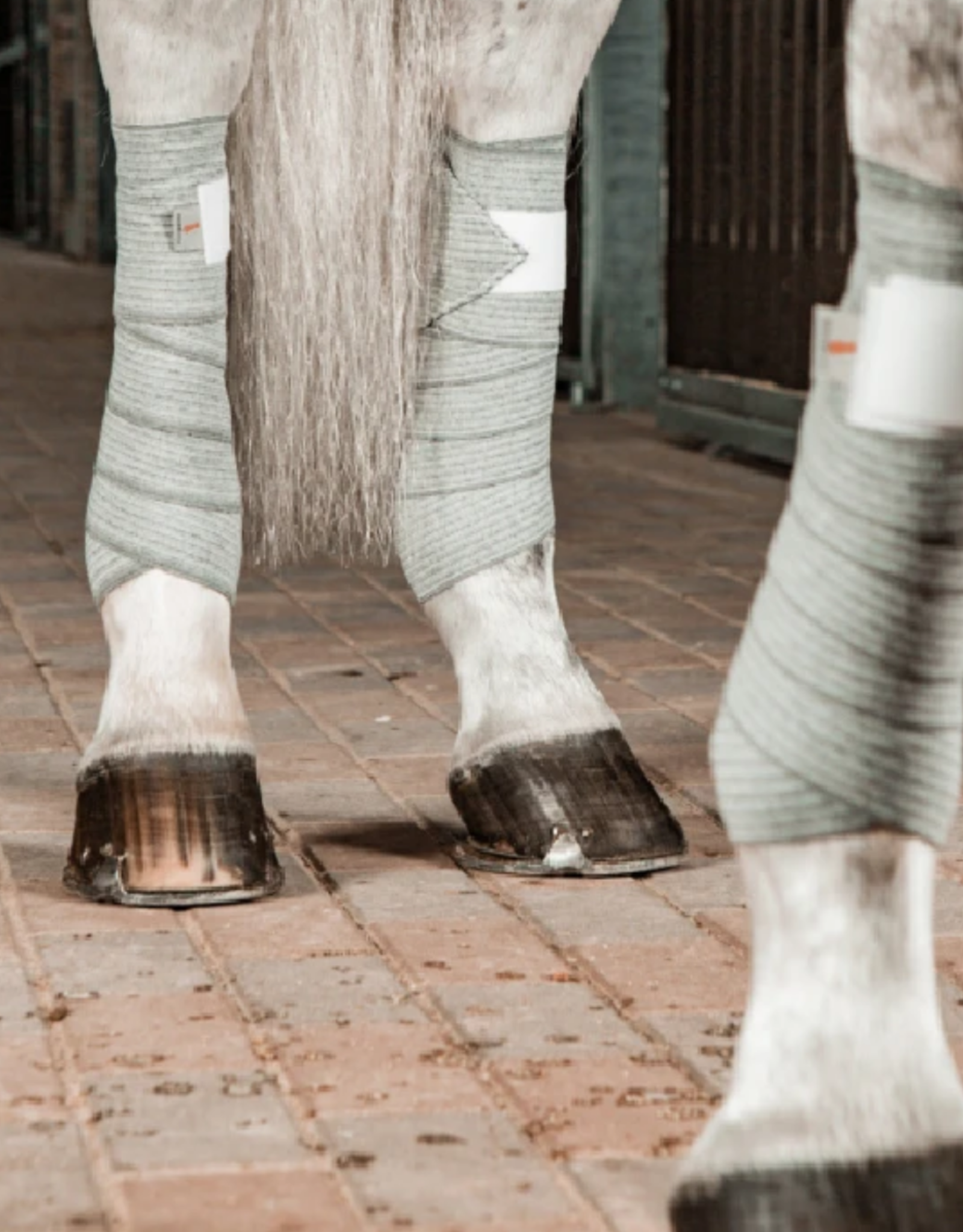 equine leg wraps