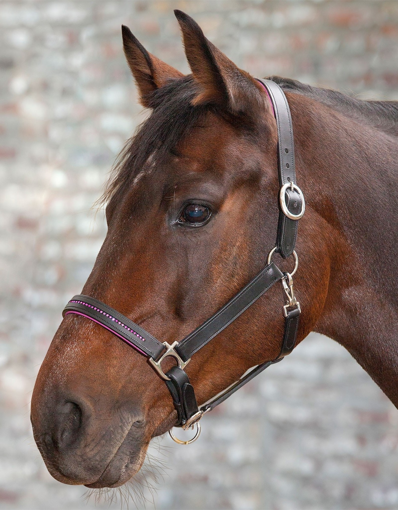 Waldhausen Star Diamond Leather Halter