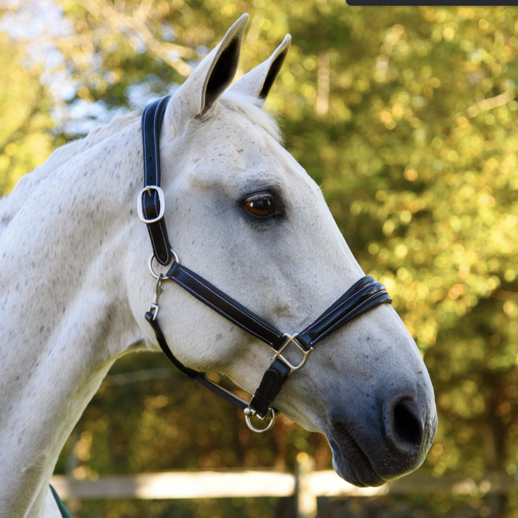 KL Select Rachel Halter