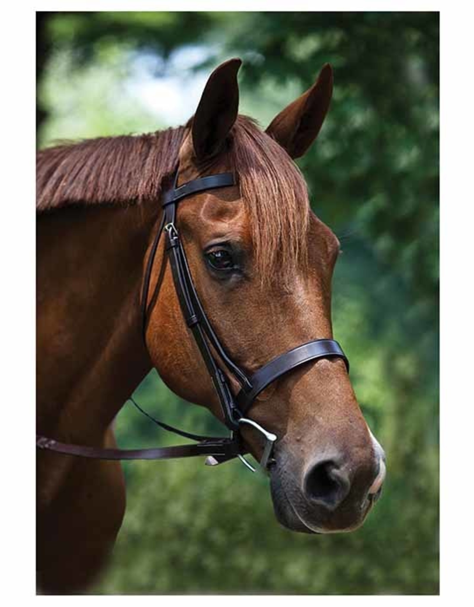 Flat Hunt Bridle with Reins