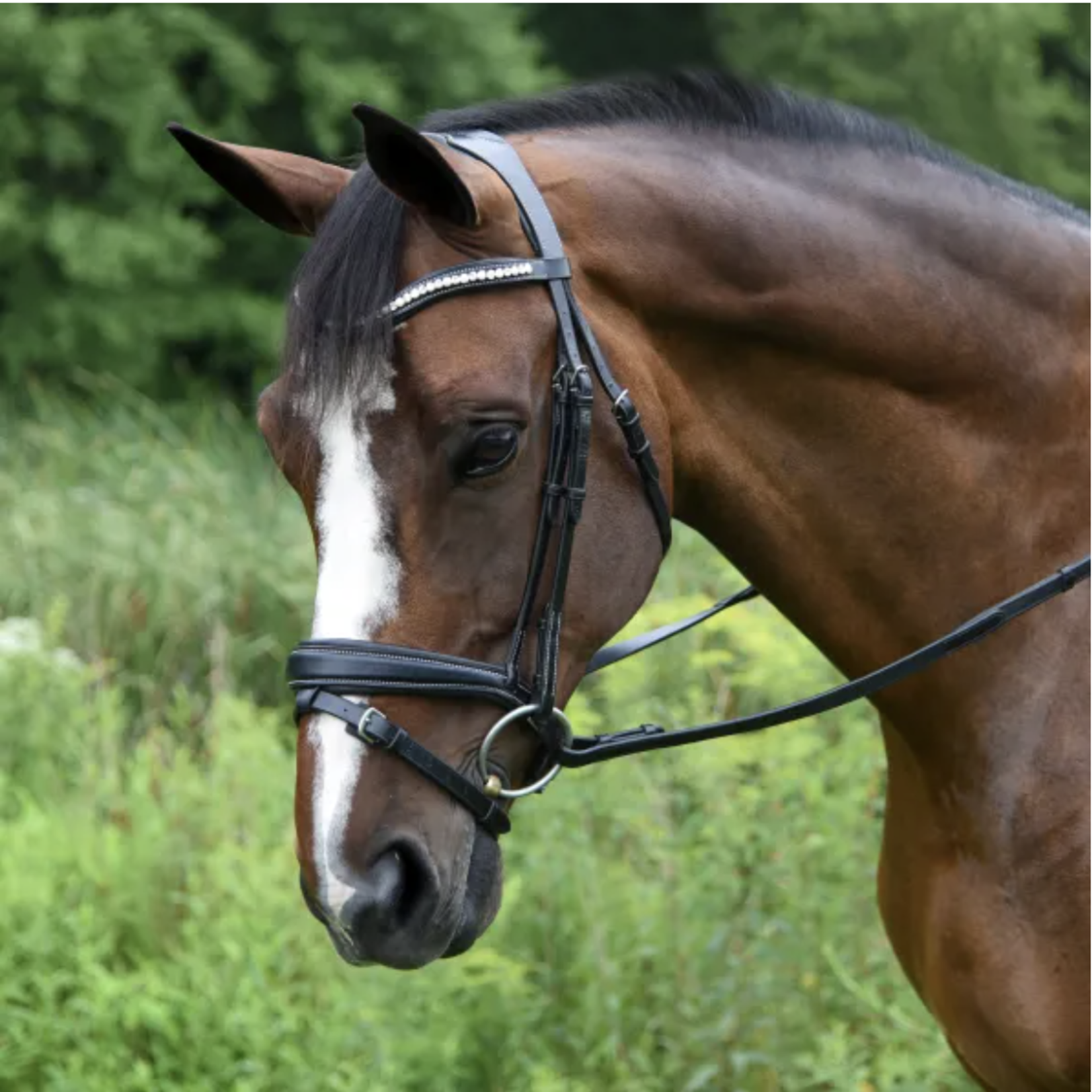 Red Barn Pace Patent Bridle