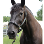 Henri De Rivel Henri de Rivel Padded Leather Crystal Halter