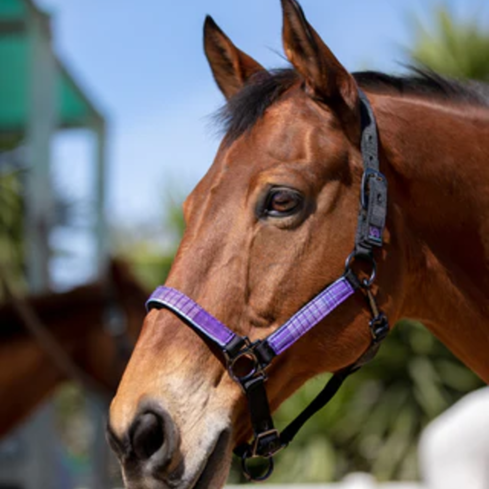 Kensington Premium Nylon Halter