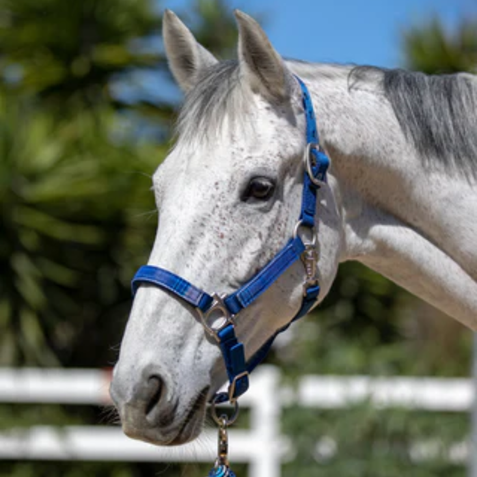 Kensington Premium Nylon Halter