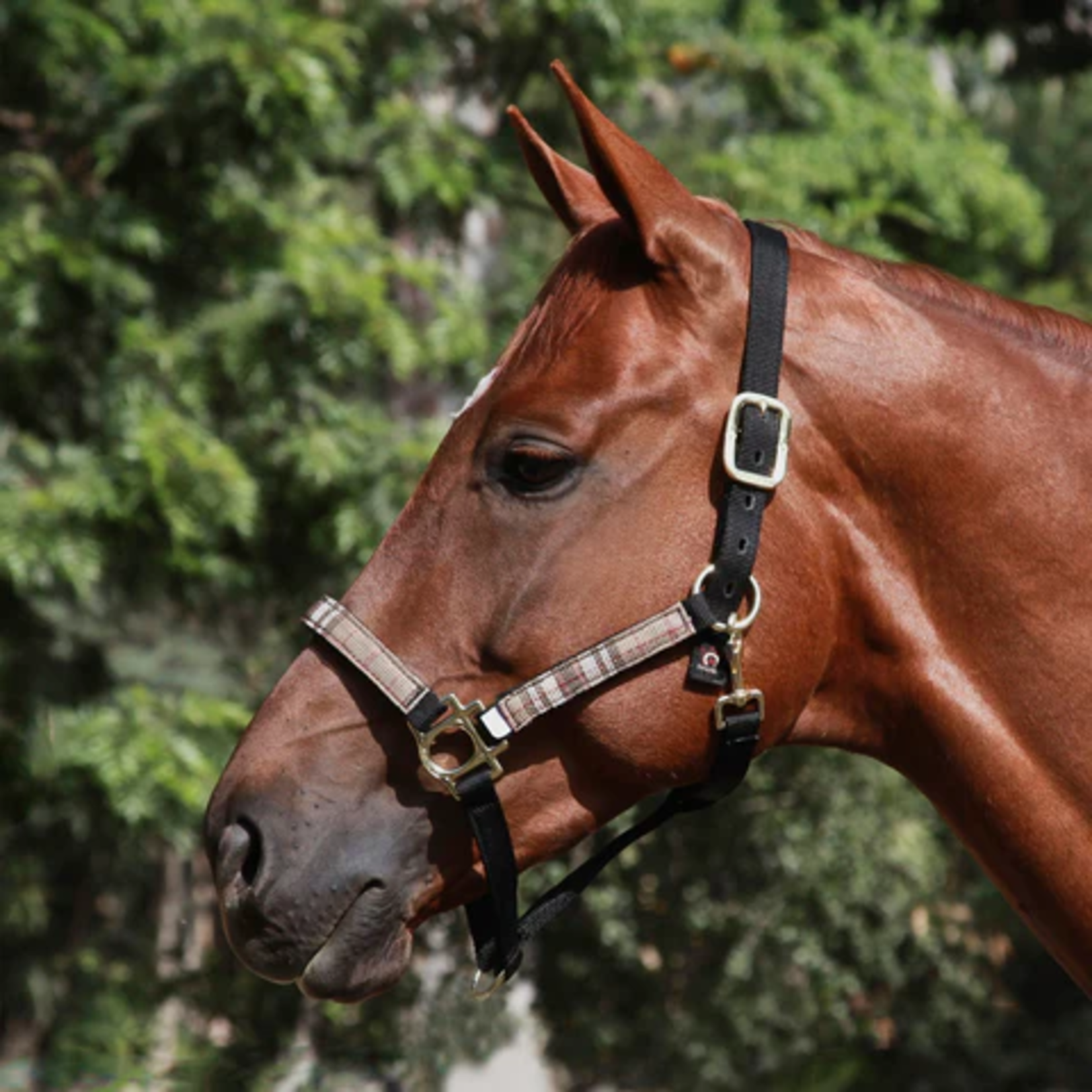 Kensington Premium Nylon Halter