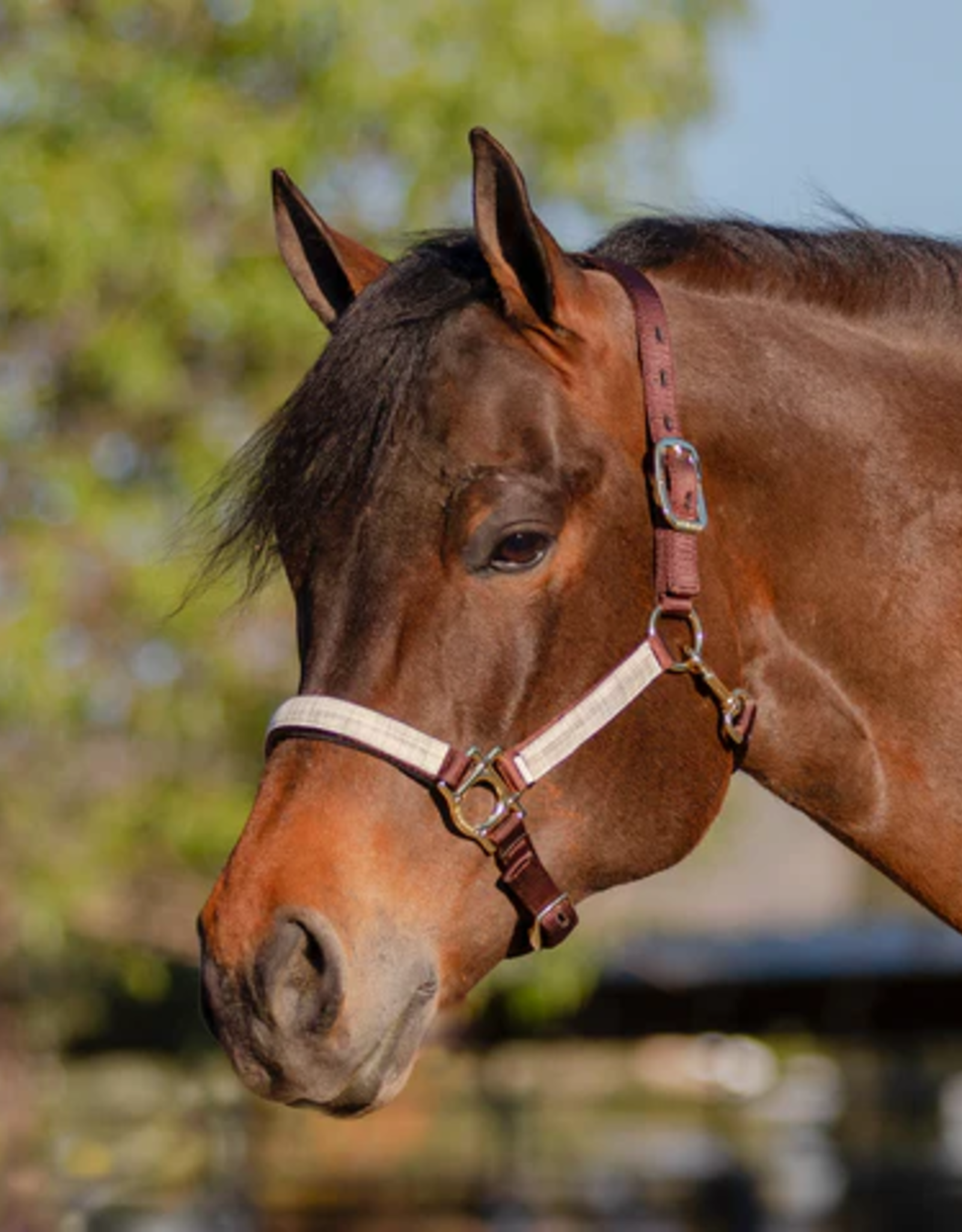 Kensington Premium Nylon Halter