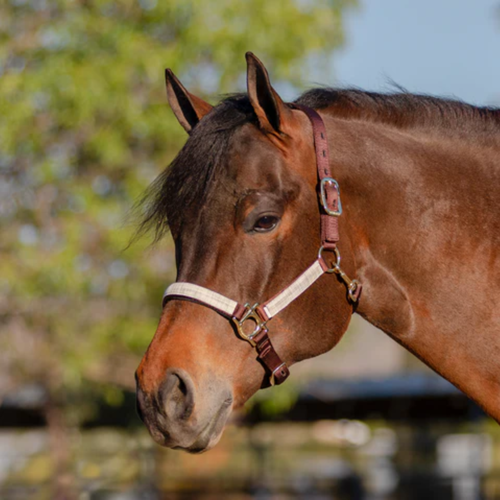 Kensington Premium Nylon Halter