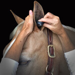 Ear Protection