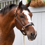 Halters & Leads