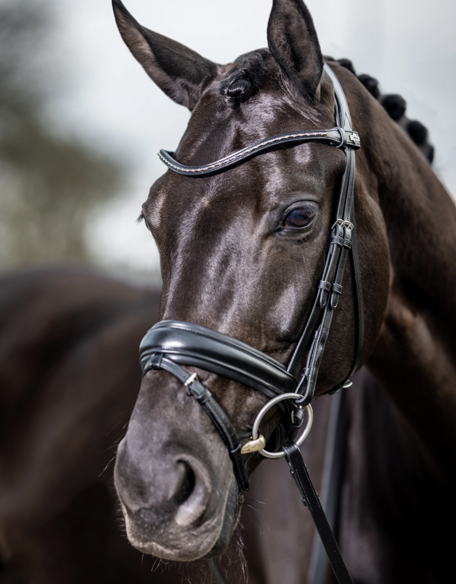 Calabasas Saddlery - LeMieux Memory Foam Bandage Pad Quilt