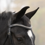 Browbands