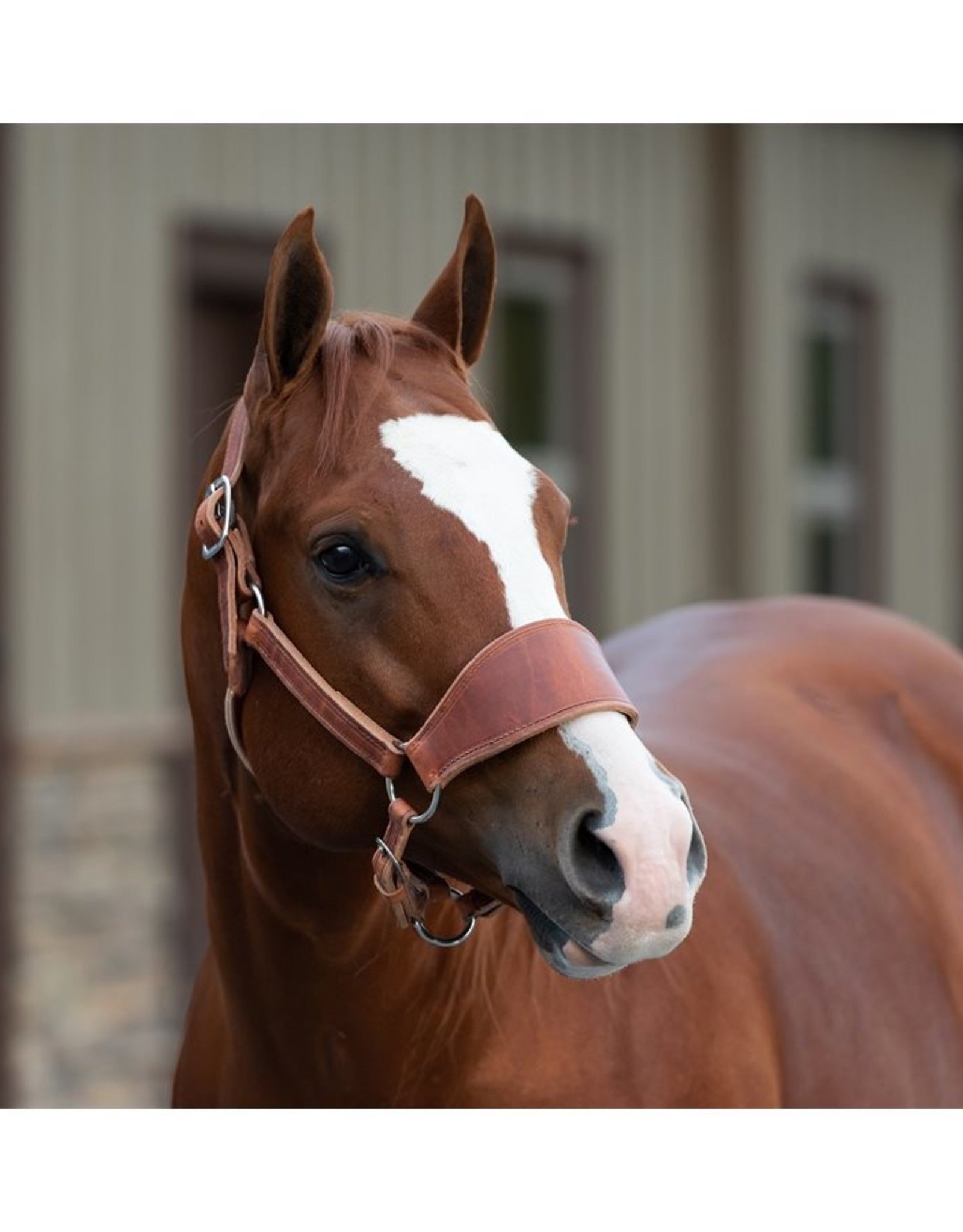 Leather Horse Halters - Perri's Leather