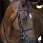 Black Oak Poppy Bridle