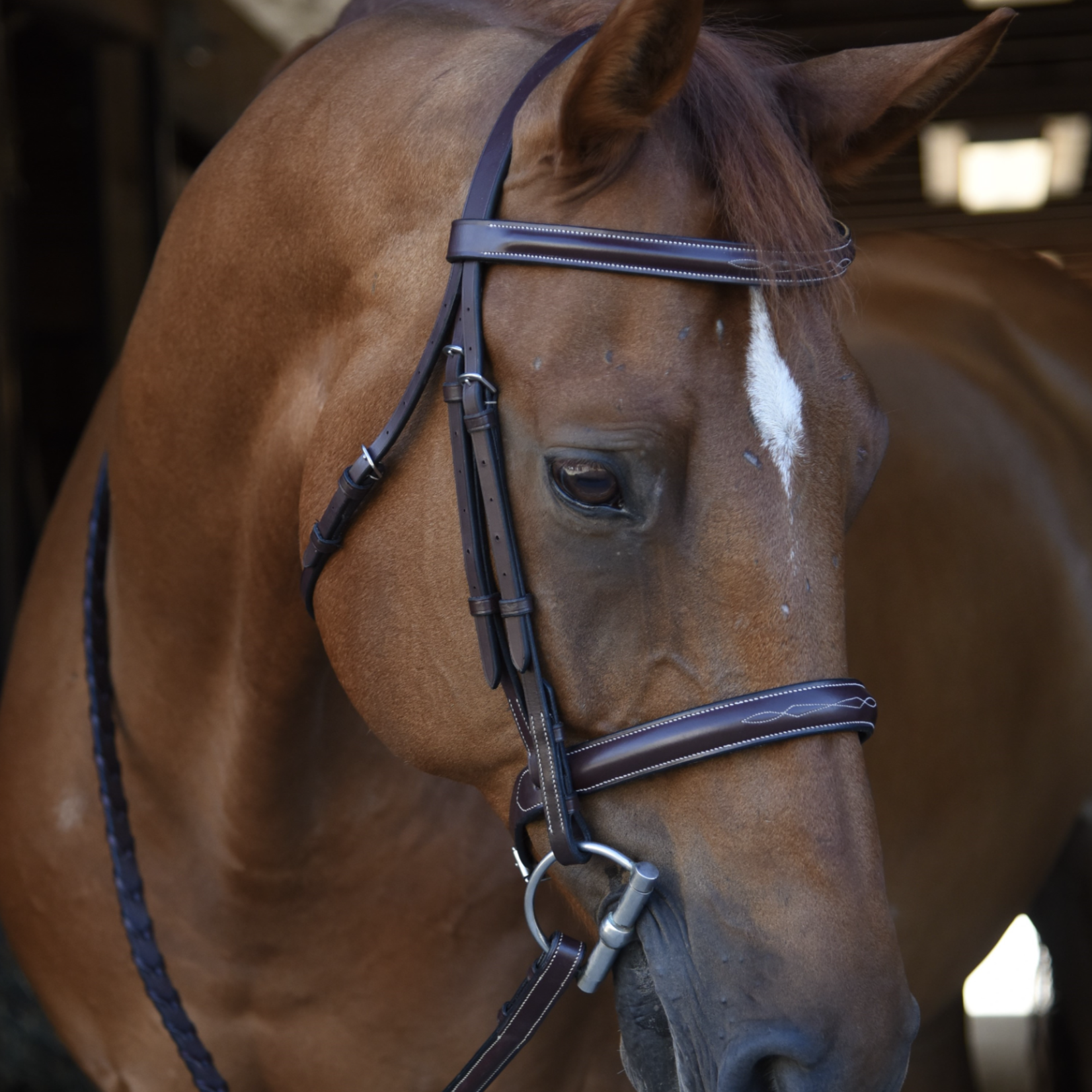 Black Oak Poppy Bridle