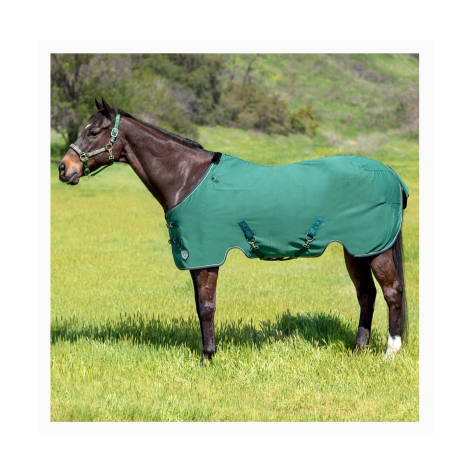 Kensington Cotton SureFit Stable Sheet