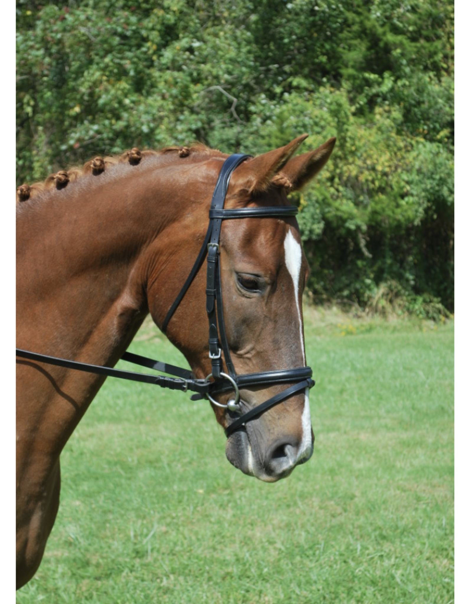 Red Barn Levade Bridle