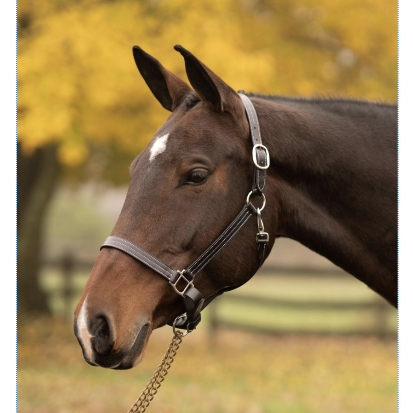 Black Oak Hickory Leather Halter