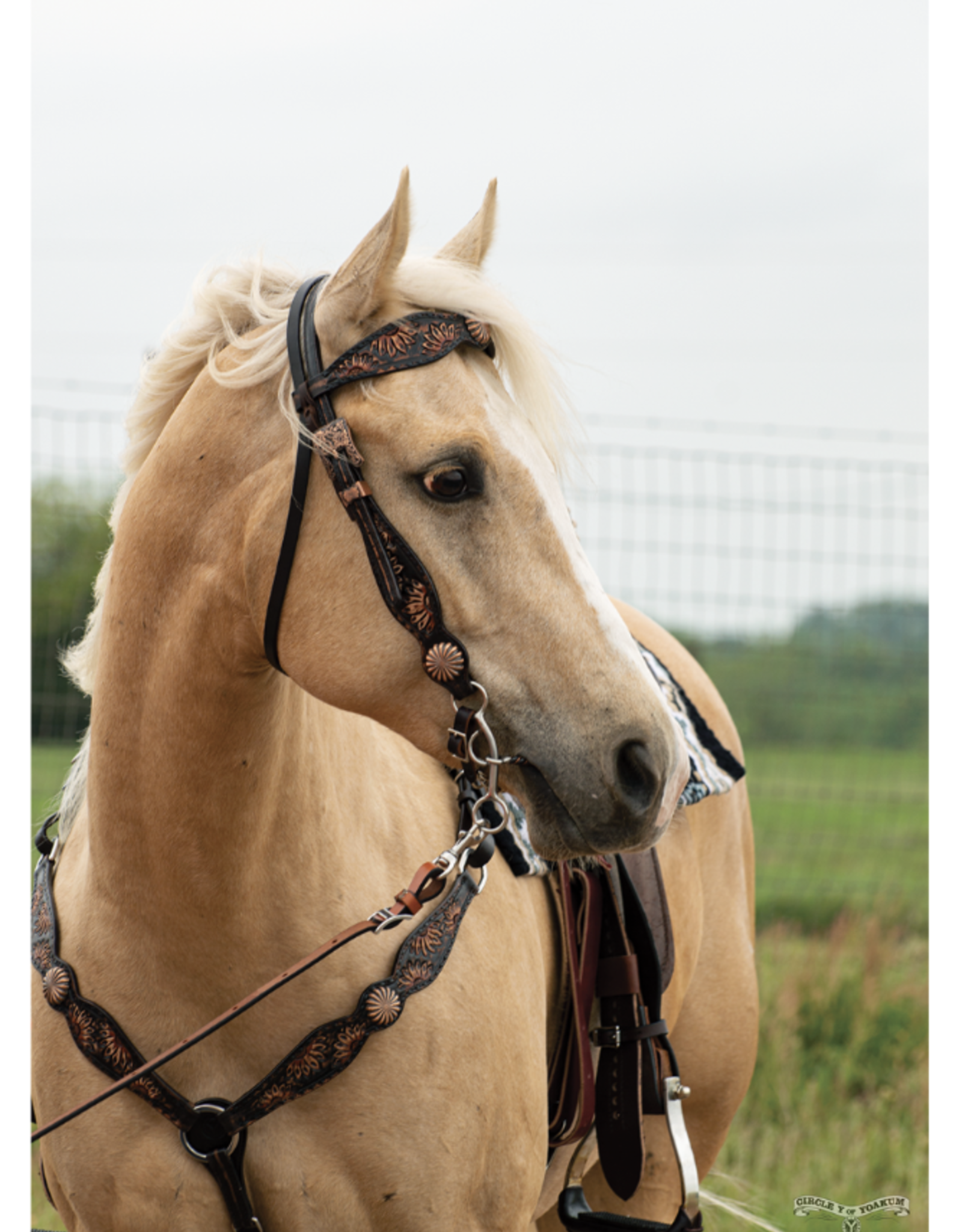 Circle Y Vintage Sunflower Headstall