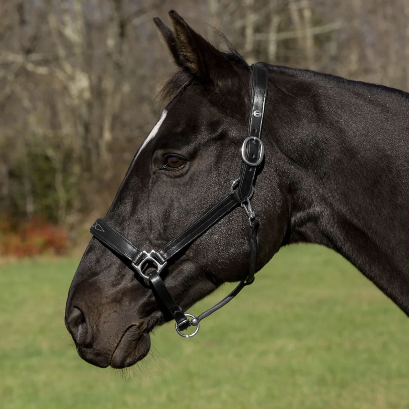 Henri De Rivel Henri de Rivel Pro Fancy Padded Halter