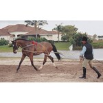 Pessoa Pessoa Lunging System