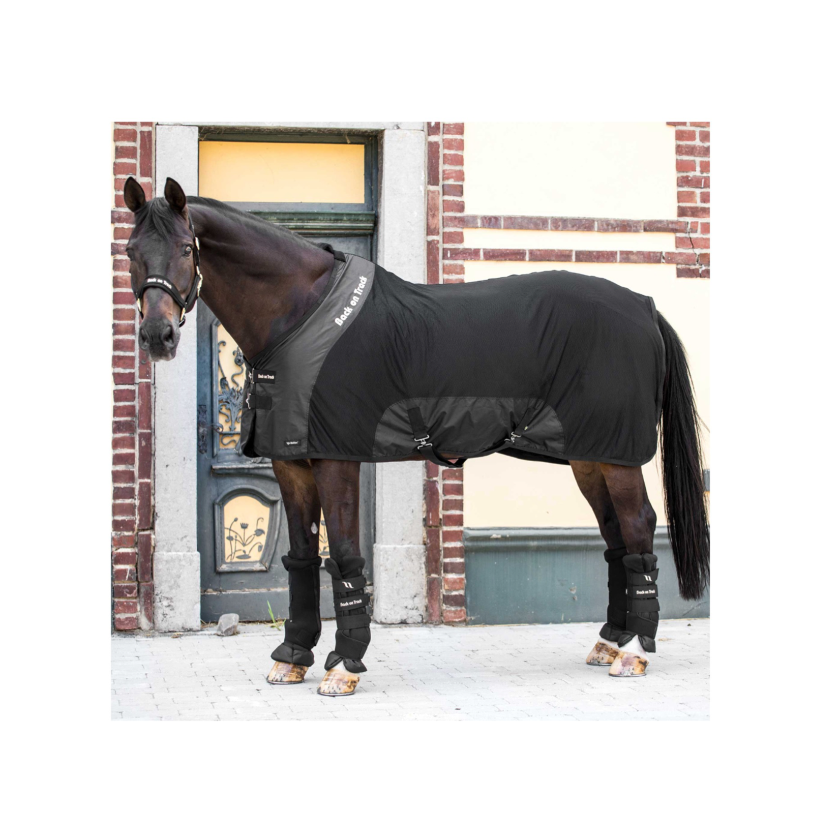 Back on Track Royal Mesh Sheet