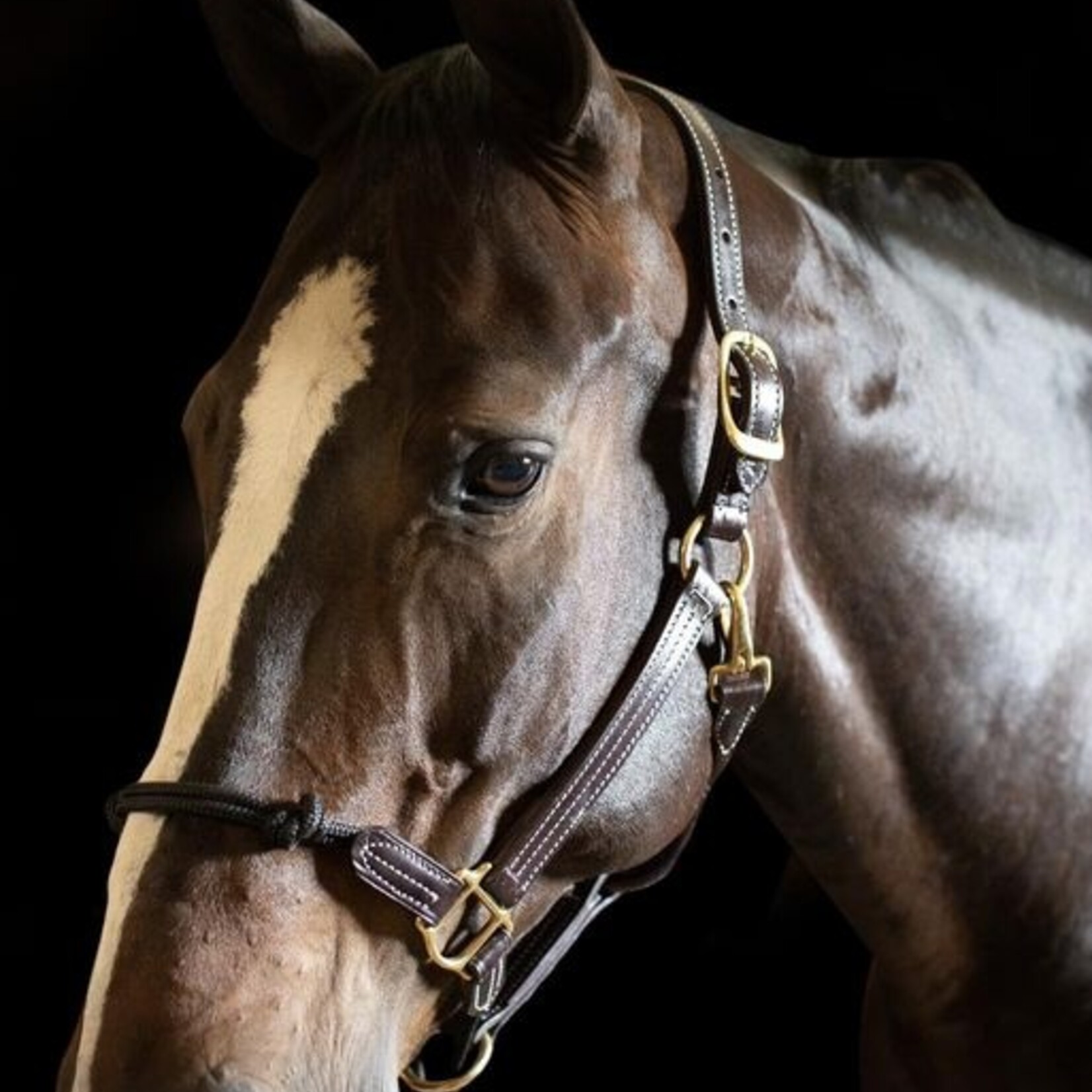 Walsh Rope Nose British Halter